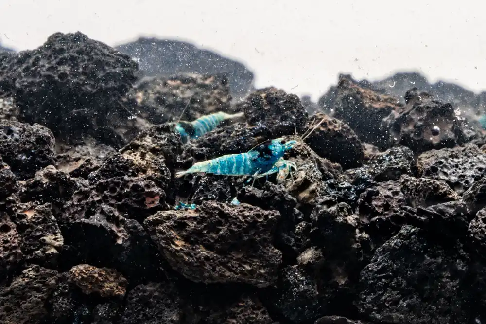 Shadow Black King Kong Mosura Shrimp - JA