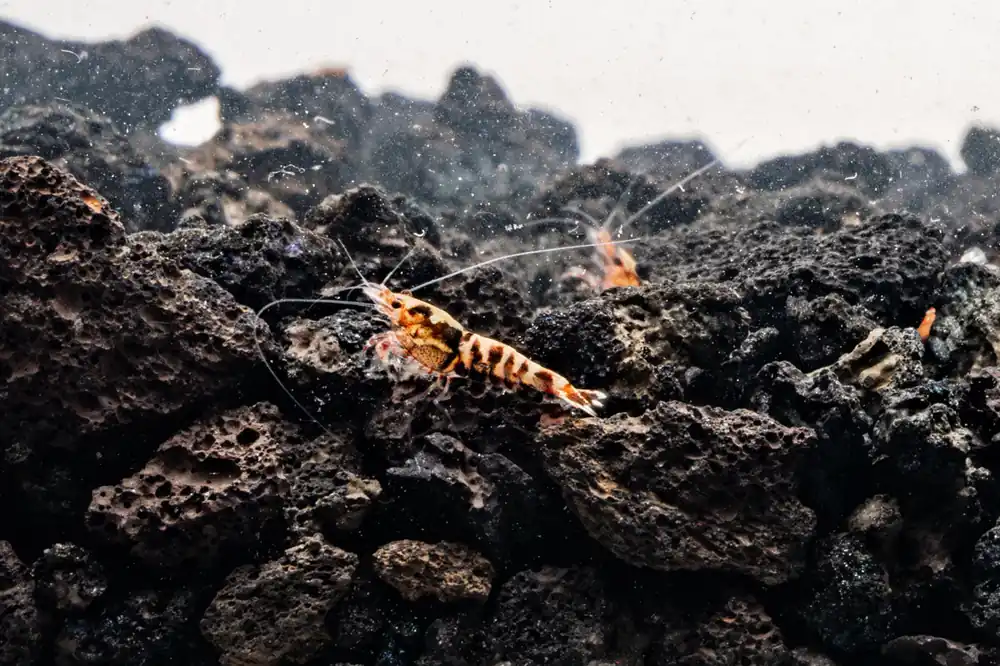 Red Pinto Shrimp Mix - JA