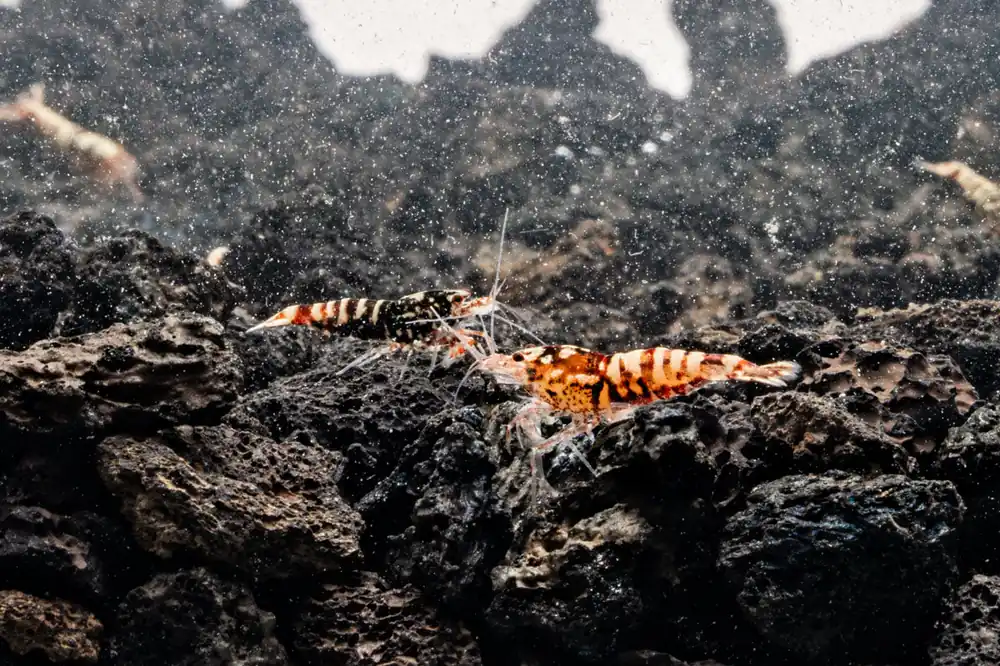 Red Galaxy Pinto Shrimp - JA