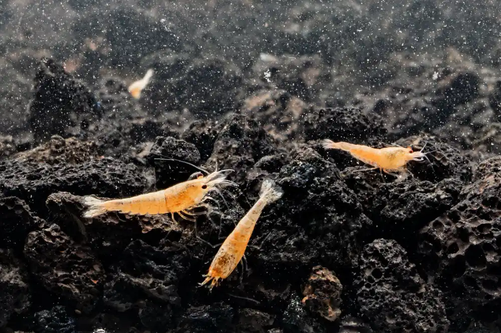 Golden Bee Shrimp - JA