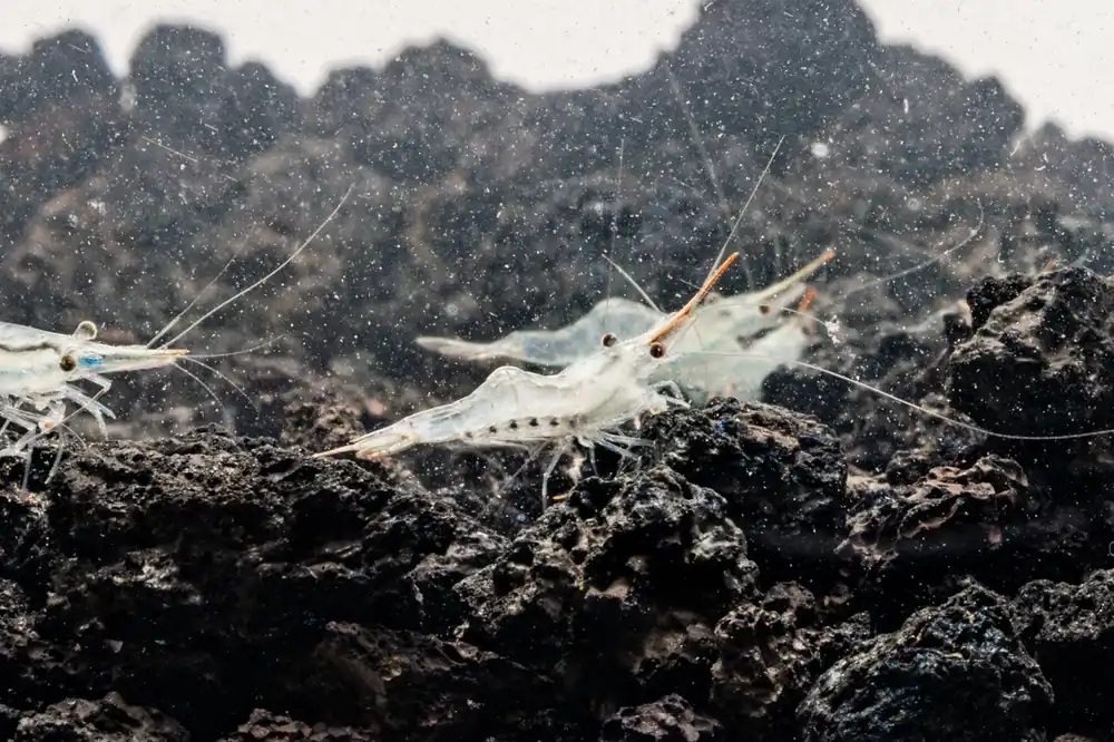 Red Nose Shrimp - JA