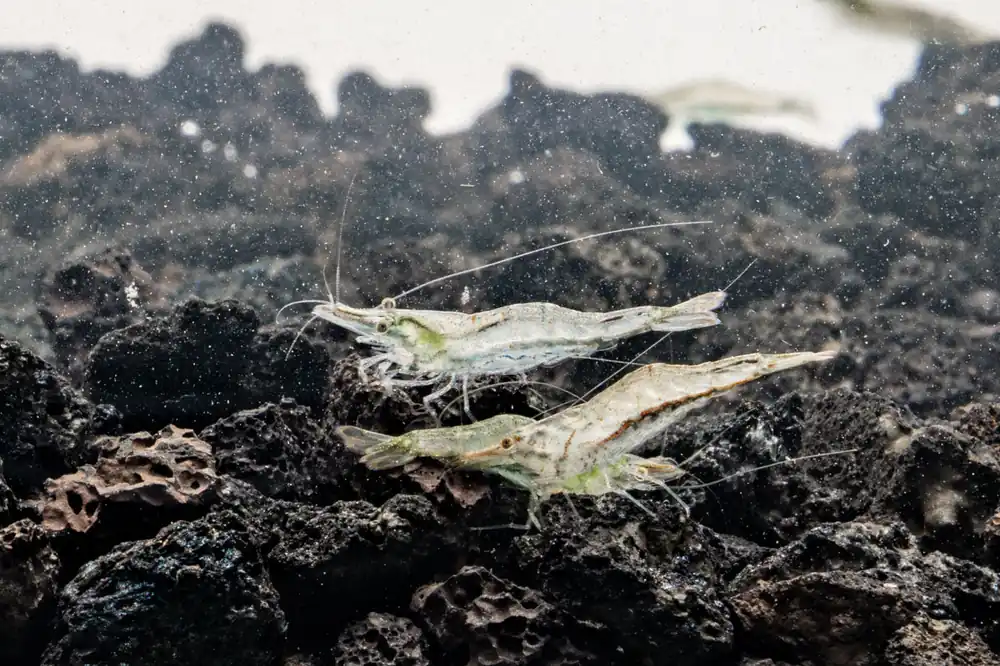 Short Nose Shrimp - JA