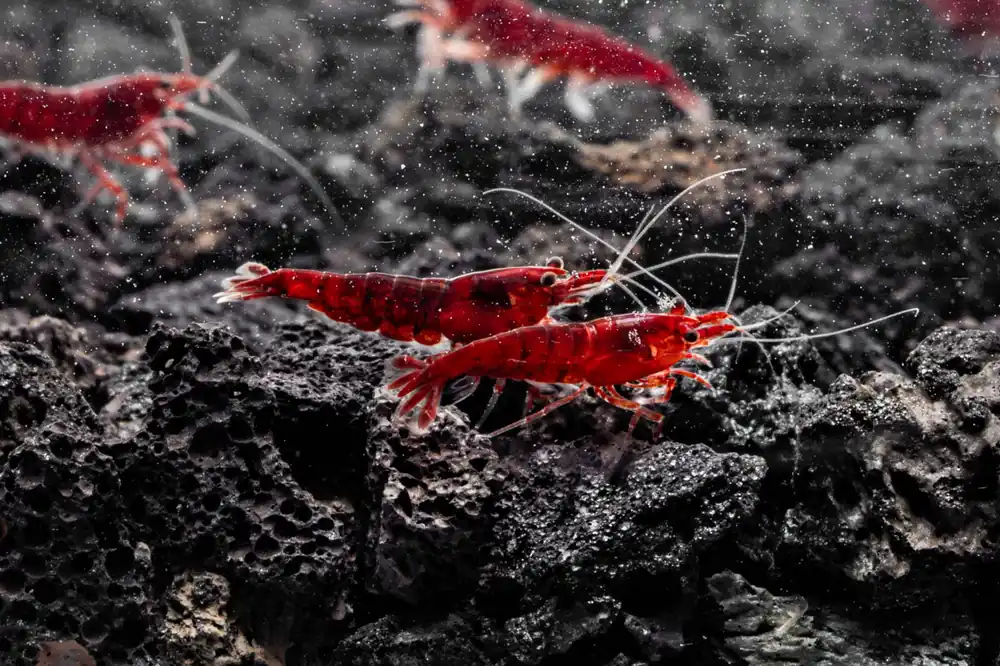 Bloody Mary Shrimp - JA