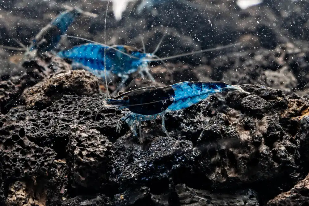 Blue Rili Shrimp - JA