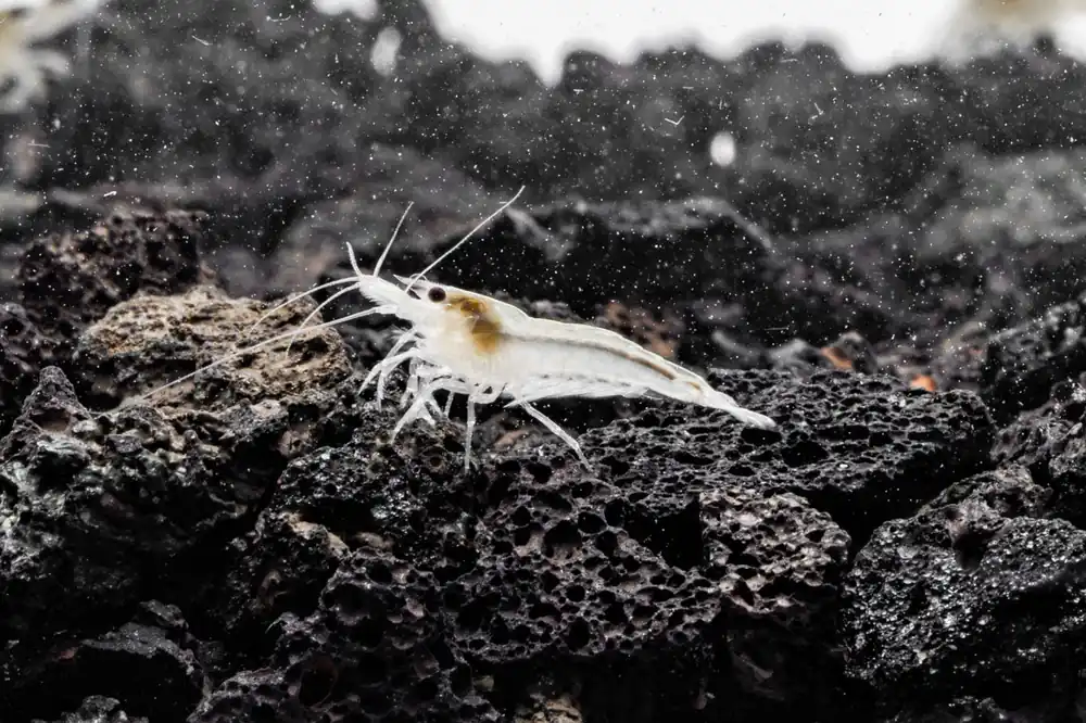 Snow Ball Shrimp - JA