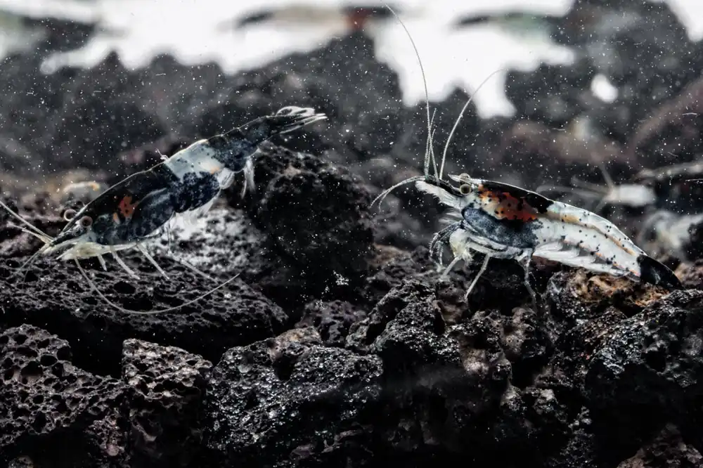 Black Rili Shrimp - JA