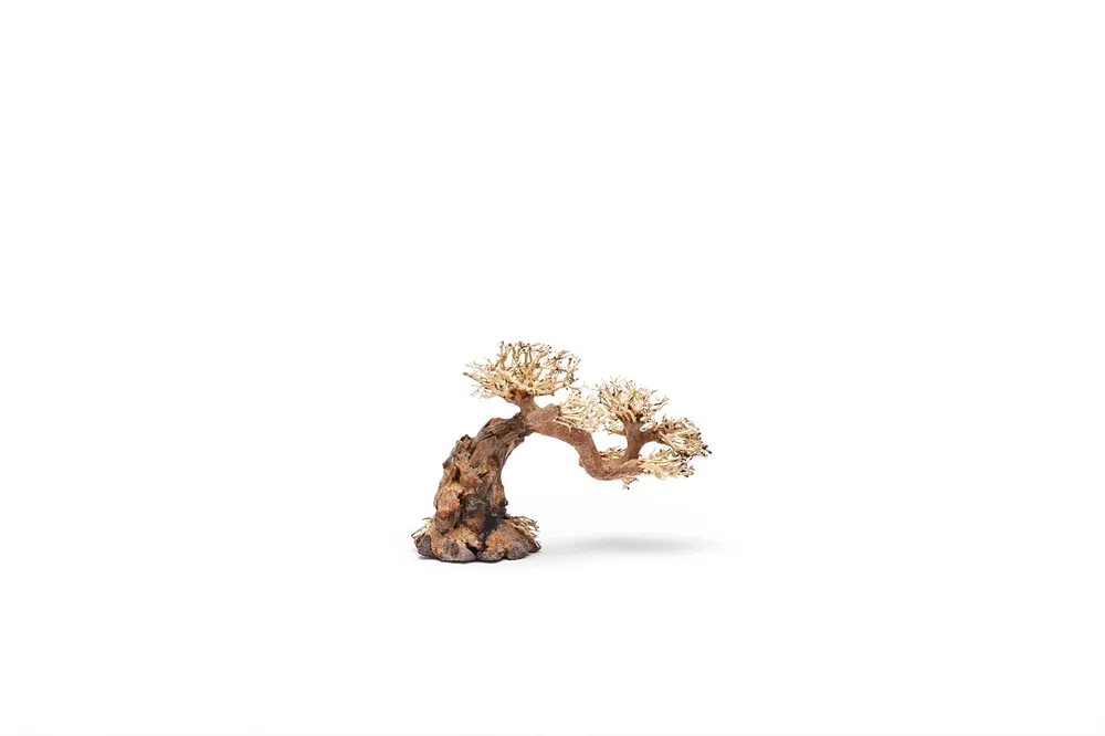 UNS Bonsai 006 - UNSHARDSCAPE