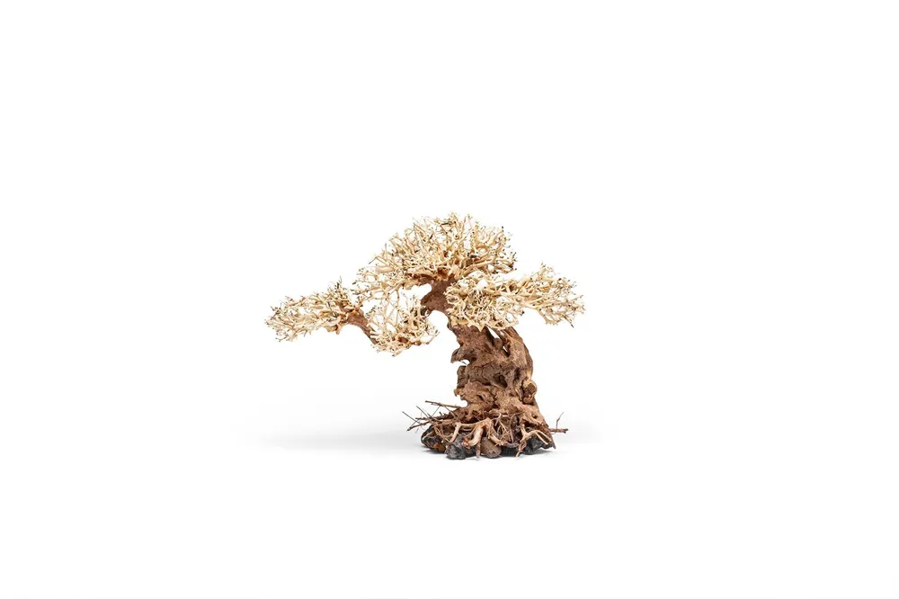 UNS Bonsai 012 - UNSHARDSCAPE