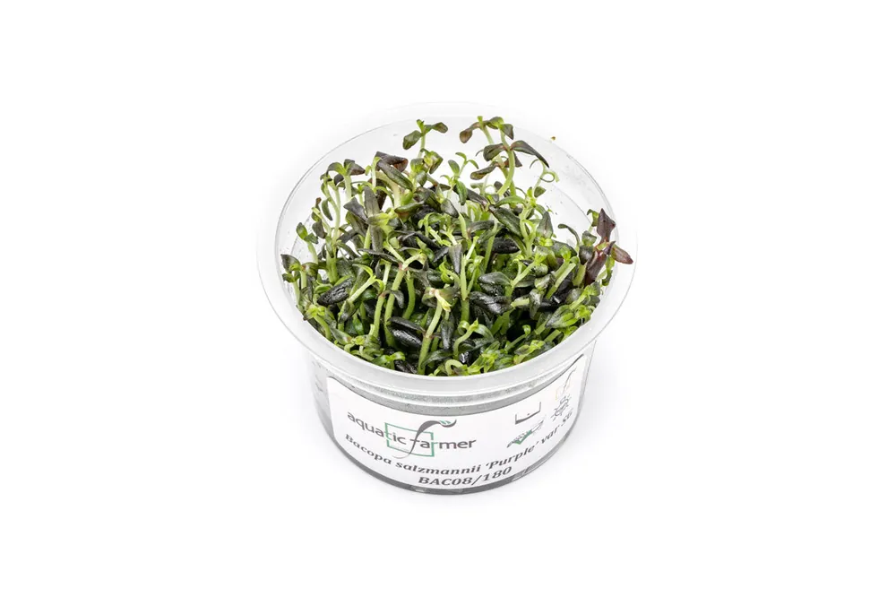 Bacopa Salzmannii Purple Aquatic Farmer Tissue Culture