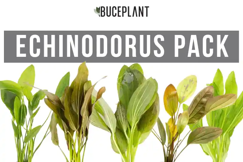 Assorted Echinodorus Plant Pack - CPA