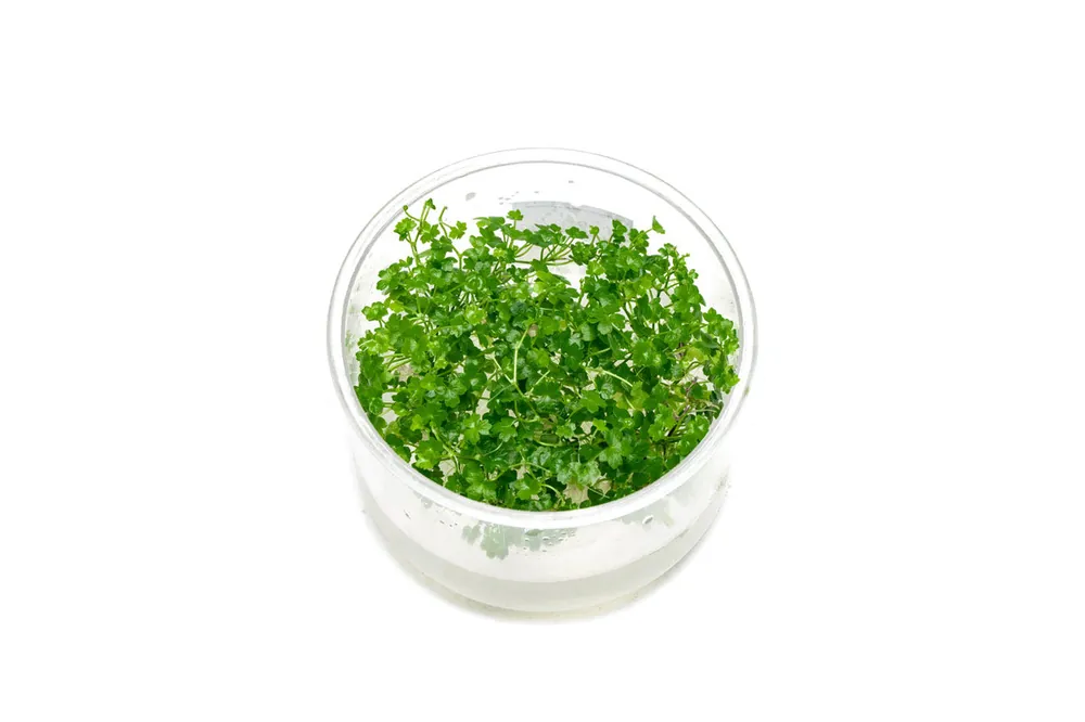 Hydrocotyle Tripartita Mini UNS Tissue Culture - UNSTC