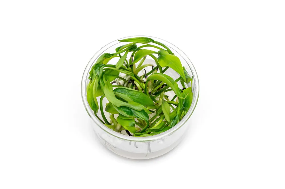 Lagenandra Meeboldii Green UNS Tissue Culture - UNSTC