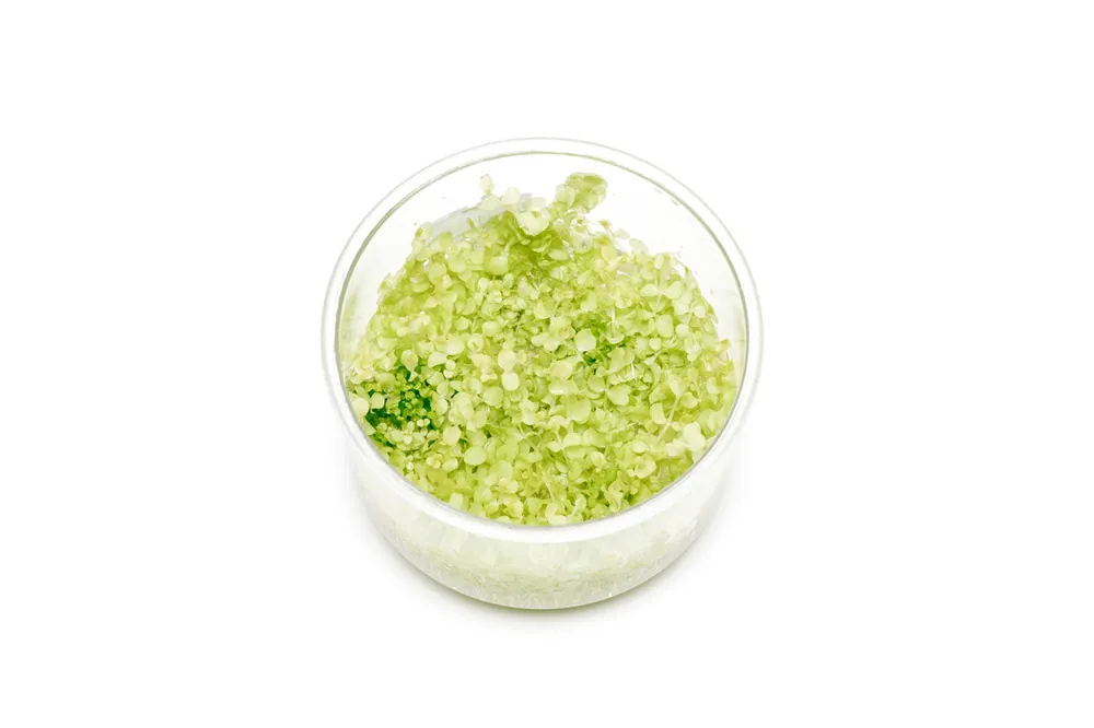 Micranthemum Tweediei 'Pearl White' UNS Tissue Culture - UNSTC