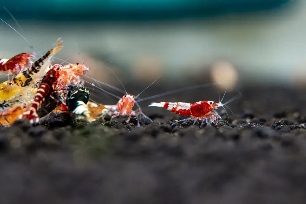 Caridina Culls - JA