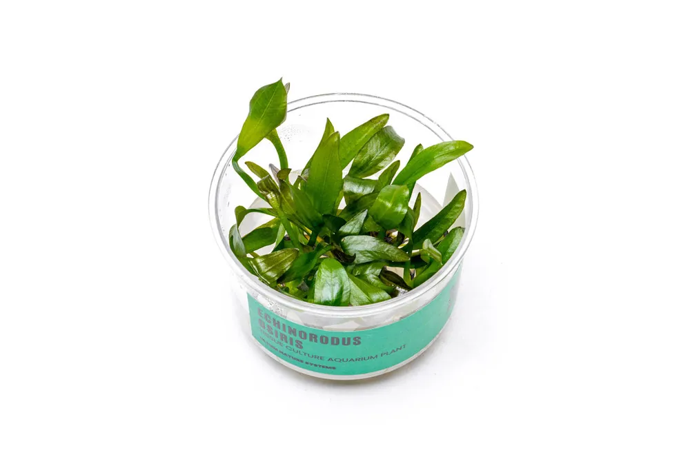 Echinodorus Osiris UNS Tissue Culture - UNSTC