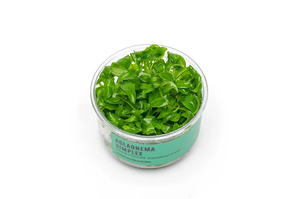 Aglaonema Simplex UNS Tissue Culture - UNSTC