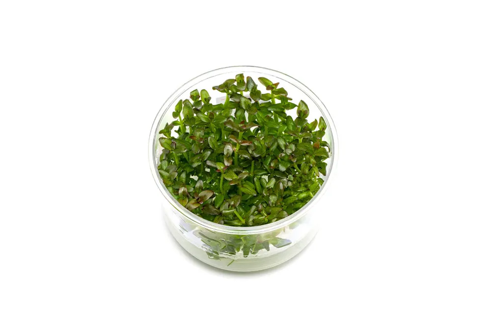 Bacopa Salzmannii 'Purple' UNS Tissue Culture - UNSTC