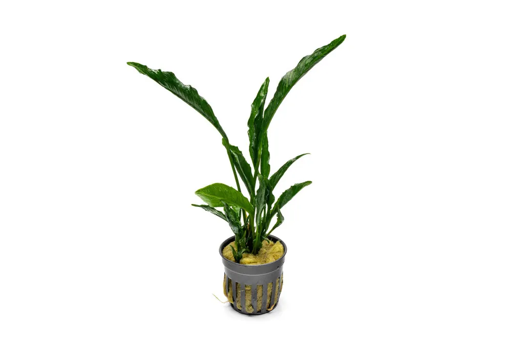 Anubias Heterophylla Supernova - CPA