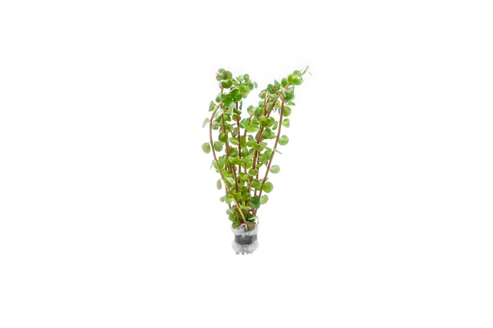 Rotala Wayanad - IS