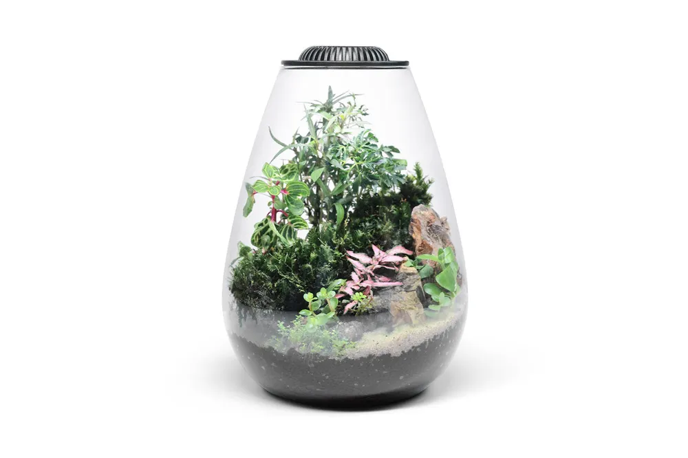 Bio Bowl Terrarium Kit - Ultum Nature Systems