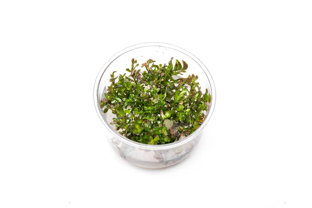 Rotala Rotundifolia Blood Red UNS Tissue Culture - UNSTC