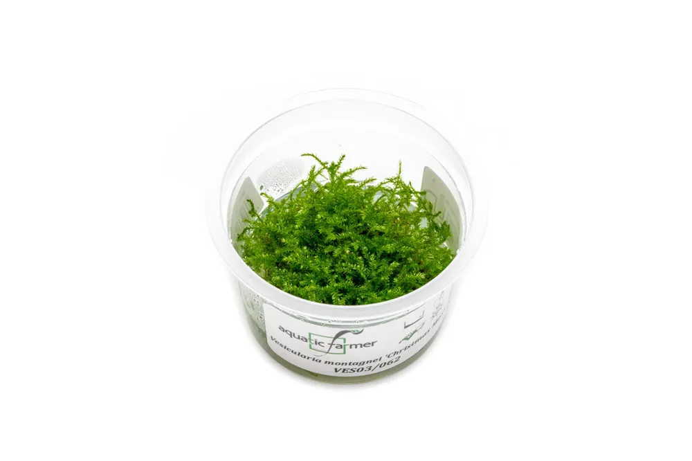 Christmas Moss Aquatic Farmer Tissue Culture
