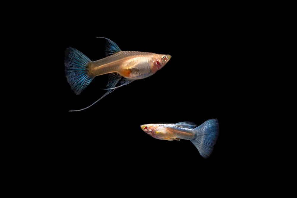Blue Tuxedo Albino Guppies - JA