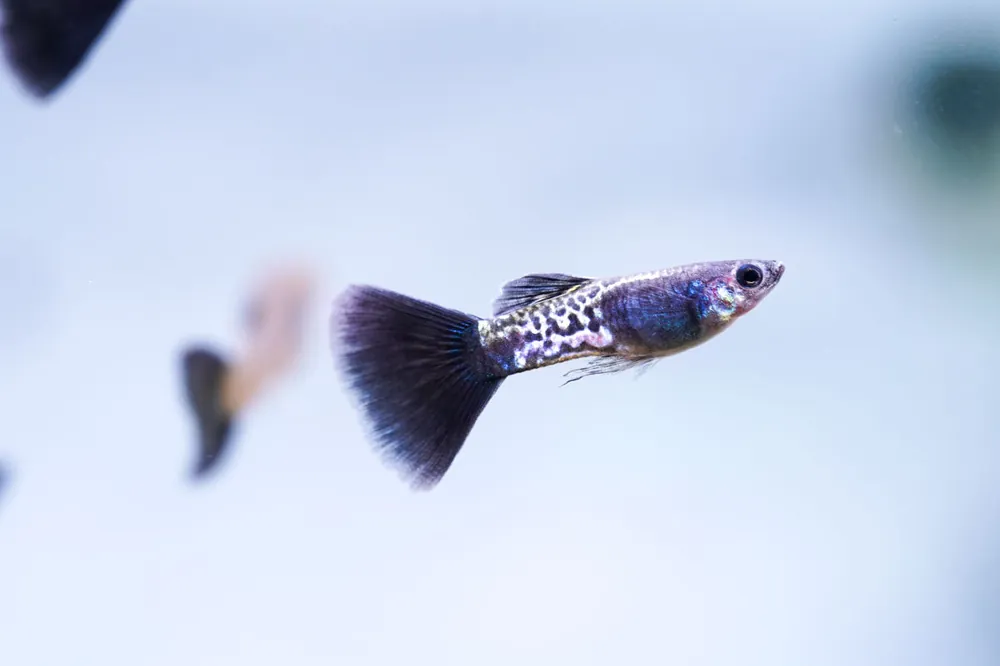 Black Metal Cobra Guppies - JA