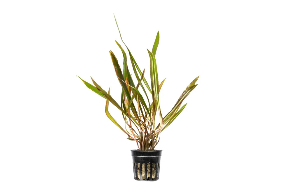 Cryptocoryne Spiralis Red - ACW