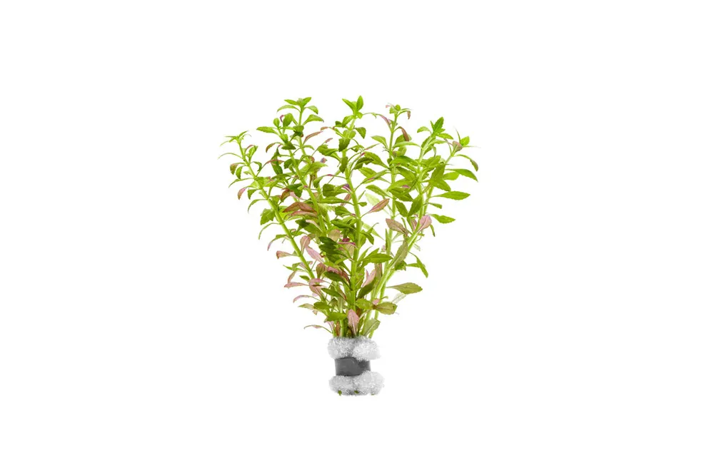 Limnophila Aromatica Mini - IS