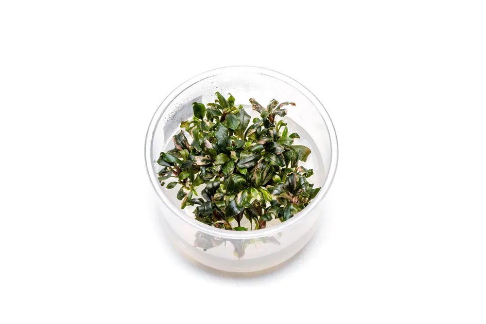 Bucephalandra Lamandau Purple UNS Tissue Culture - UNSTC