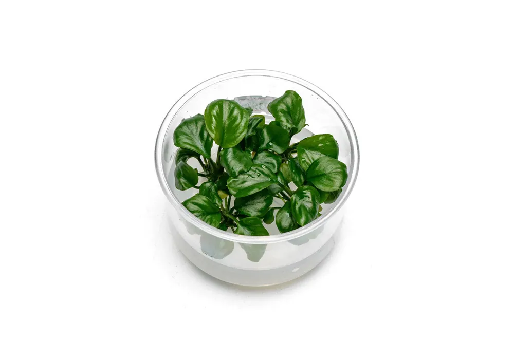 Anubias Golden Coin UNS Tissue Culture - UNSTC