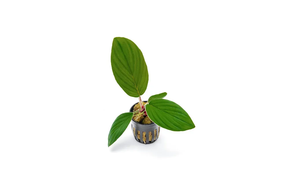 Homalomena Jambi - BUCE