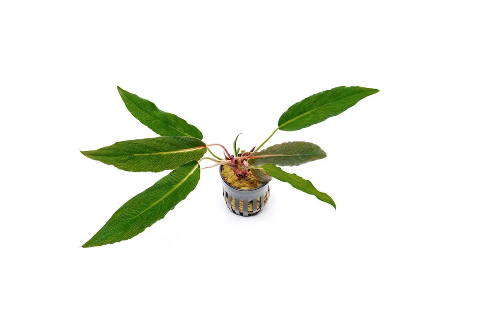 Homalomena Samurai - BUCE