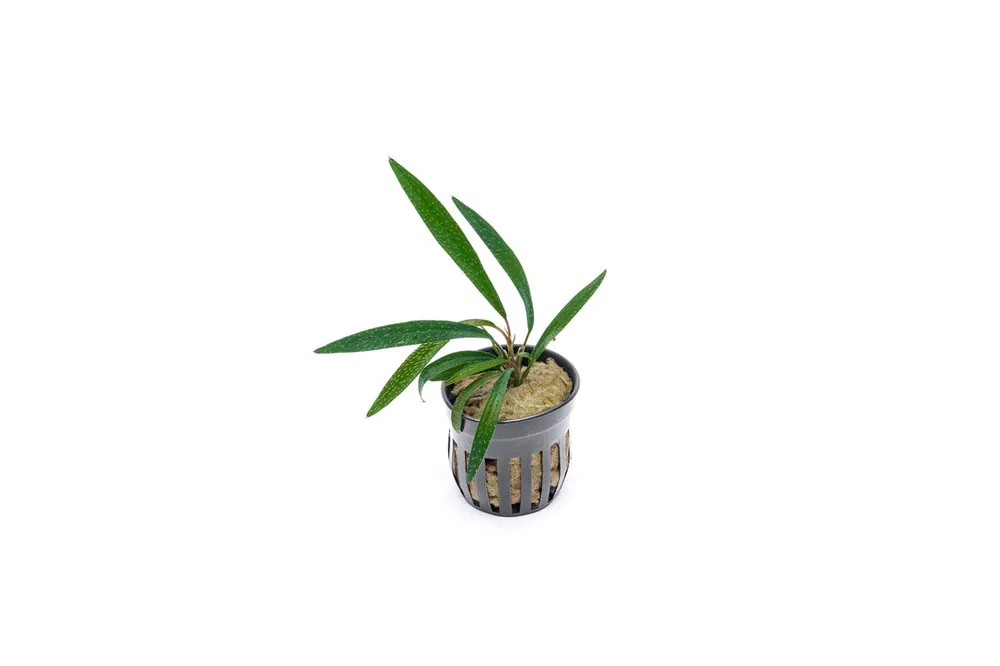 Homalomena Sub-Hasei