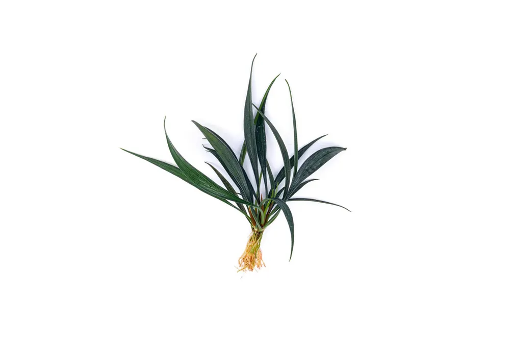 Josefia Intricata - BUCE