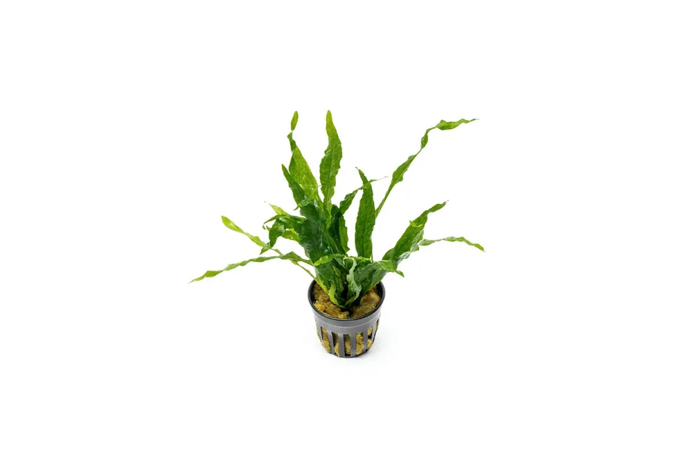 Java Fern Soft - CPA