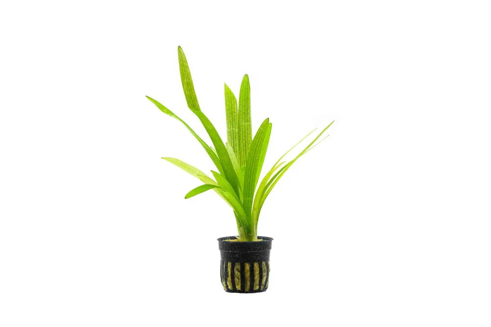 Sagittaria Platyphylla - CPA