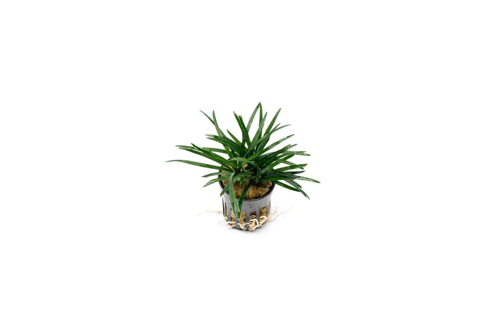Ophiopogon Pusillus - CPA