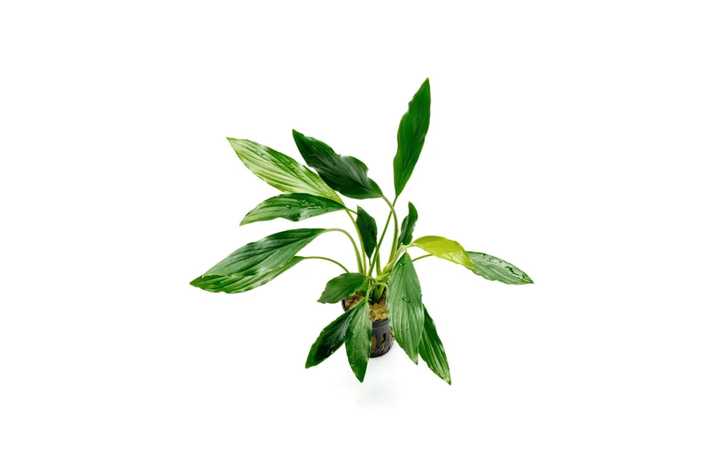 Homalomena Broad Sekadau South - CPA