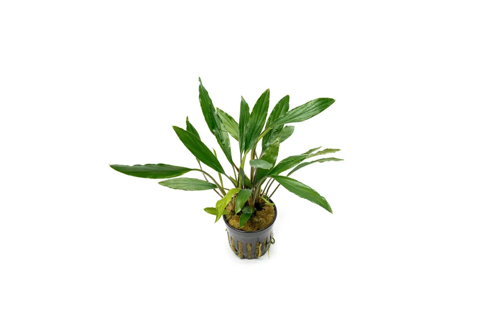 Homalomena Narrow Sekadau South - CPA