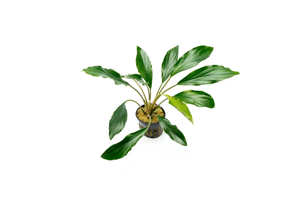 Homalomena Broad Cuneate (Red Stem) - CPA