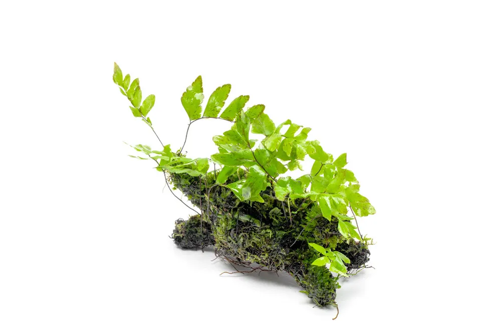 Adiantum Sp. and Moss on Driftwood - CPA