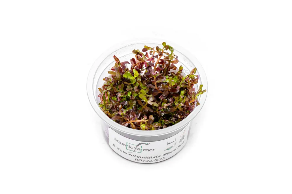 Rotala Rotundifolia Blood Red Aquatic Farmer Tissue Culture