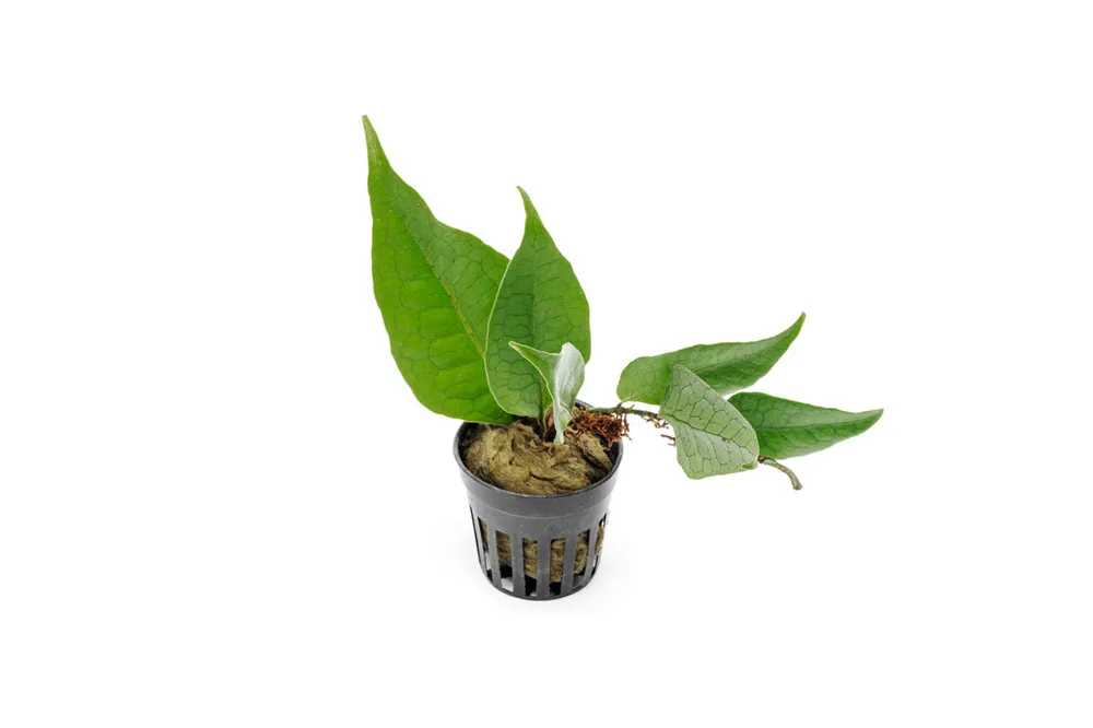 Dendroconche Annabellae - BUCE