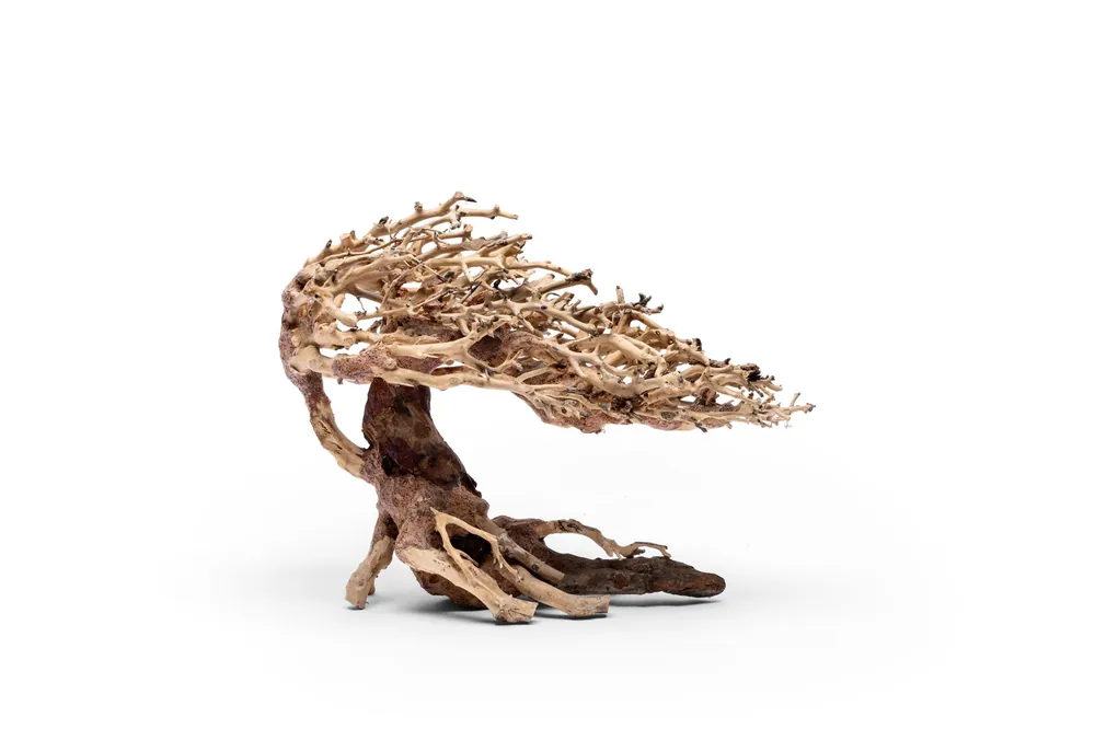 UNS Bonsai 019 - UNSHARDSCAPE