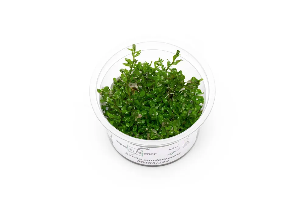 Rotala Rotundifolia Manipurensis Aquatic Farmer Tissue Culture