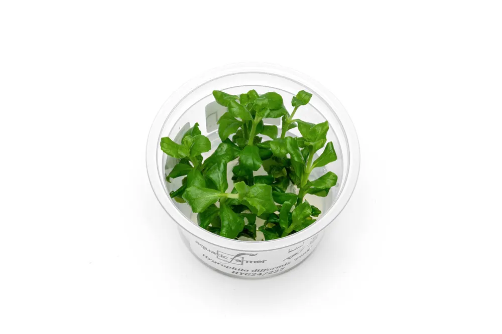 Hygrophila Difformis Pink Aquatic Farmer Tissue Culture