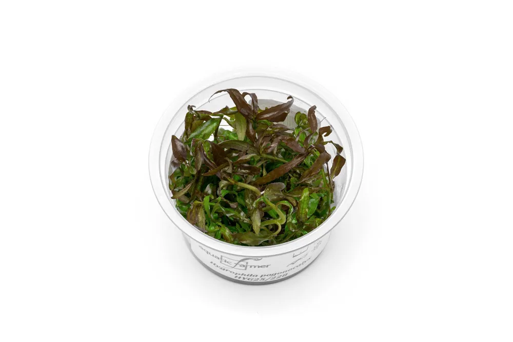 Hygrophila Pogonocalyx Hayata Aquatic Farmer Tissue Culture
