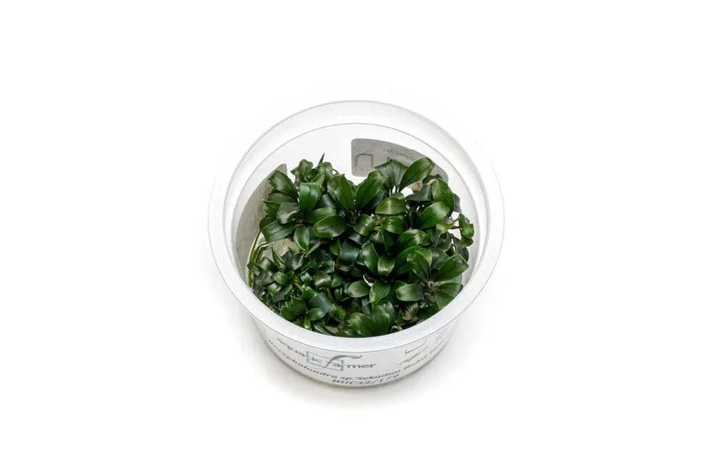 Bucephalandra Sekadau Bukit Betung Aquatic Farmer Tissue Culture